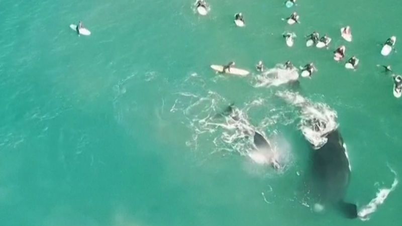 Velryba bránila mládě před dotěrnými surfaři